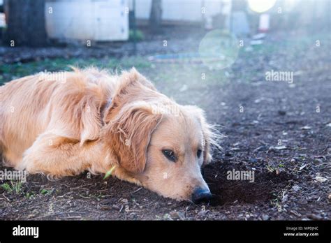 Dog Relaxing After Digging A Hole Stock Photo Alamy