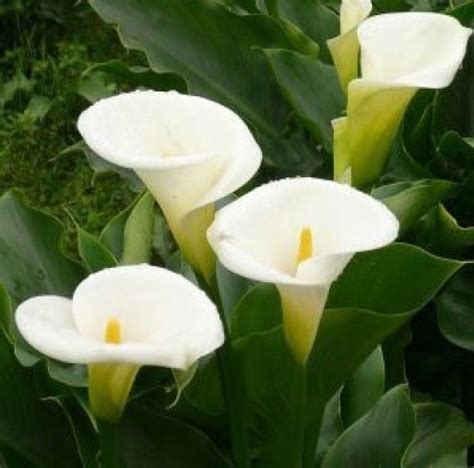 Bunga peace lily adalah salah satu tanaman hias fungsi bunga air adalah untuk mempercantik ruangan atau pekarangan, memberi makan ikan (jika ditaruh di dalam tanaman ini tentu hidup di air. 36 Macam Tanaman Hias dan Liar yang Hidup di Air ...