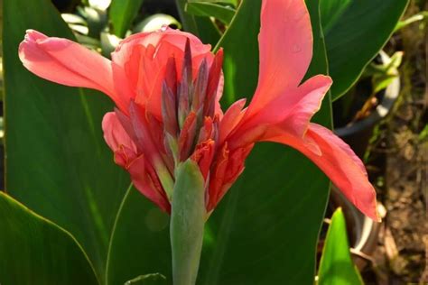 Canna Lily Flower Types How To Plant Grow And Care Florgeous