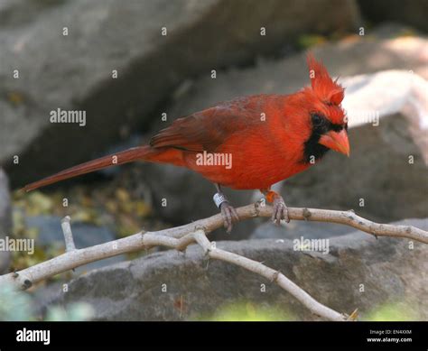 Male Northern Or Red Cardinal Cardinalis Cardinalis Stock Photo Alamy