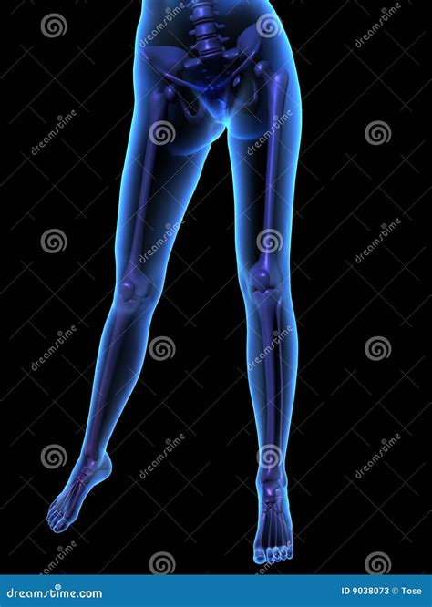 X Ray Illustration Of Female Human Body And Skelet Stock Illustration