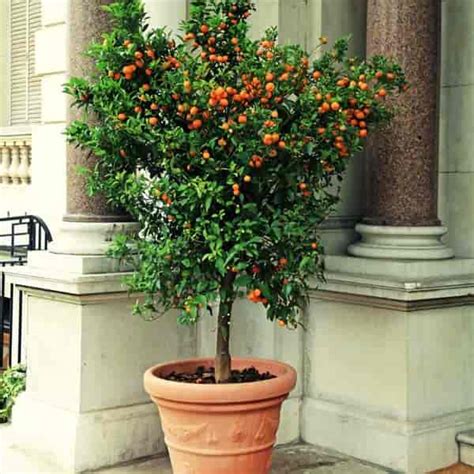 Best Potted Trees For Patio Privacy Patio Ideas