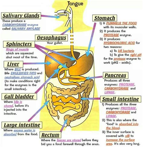 Body Organs And Illness Human Digestive System Digestive System