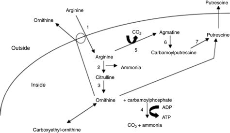 4 Metabolic Fate Of Arginine In Bacteria By Arginine Deiminase Adi Or Download Scientific