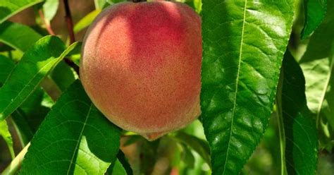 The Florida Crest Peach Tree Is A Great Tree For Areas With Low Chill