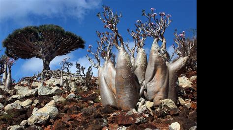 ¡impresionante Socotra La Isla Alienígena En La Tierra Diario La