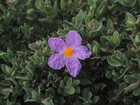 Include (or exclude) self posts. ゴジアオイは植物界のサイコパス？生態や花言葉を紹介| セレス ...