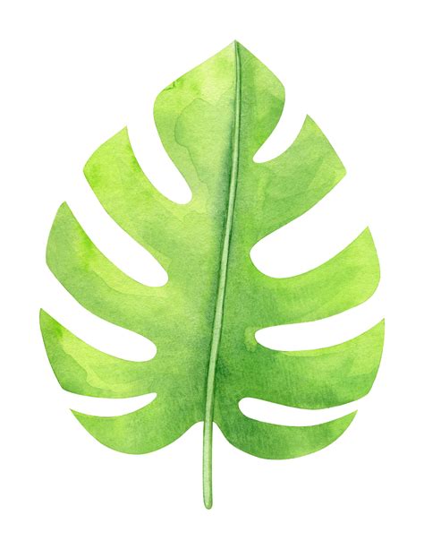 Watercolor Tropical Monstera Leaf Png Transparent