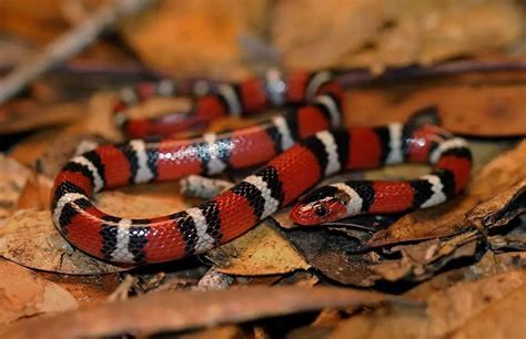 Lampropeltis Elapsoides Scarlet Kingsnake Usa Snakes