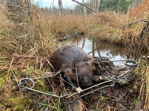 How To Trap Beavers For Beginners Sets And Gear
