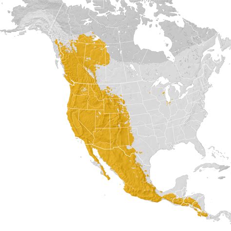 Western Tanager Range Map Pre Breeding Migration Ebird Status And