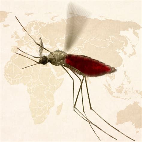 Using Bacteria To Swat Malaria Inside Mosquitoes Wbur News