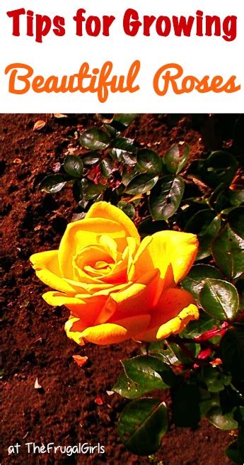 24 Rose Gardening Tips For Beginners To Pros Ultimate Guide