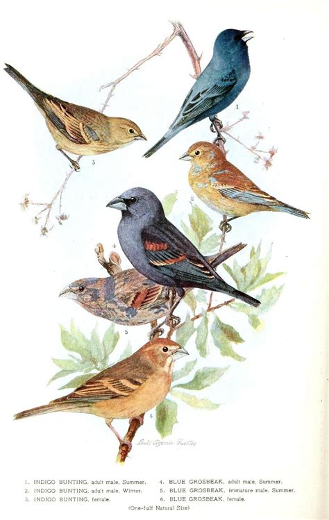 Animal Bird Indigo Grossbeak Vintage Birds Bird Printables