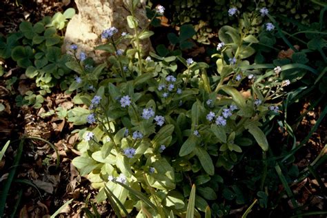 How To Grow And Care For Forget Me Nots Better Homes And Gardens