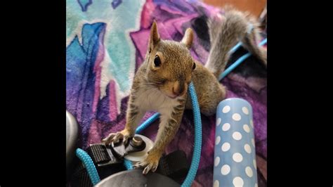 Rambo The Rescue Squirrel This Video Has No Sound Youtube