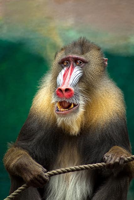 Monkey Mandril Africa · Free Photo On Pixabay