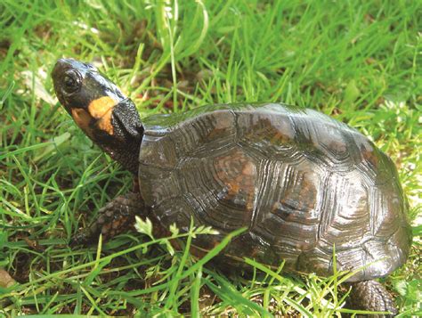 Bog Turtle Credit Usfws Us Fish And Wildlife Service Northeast