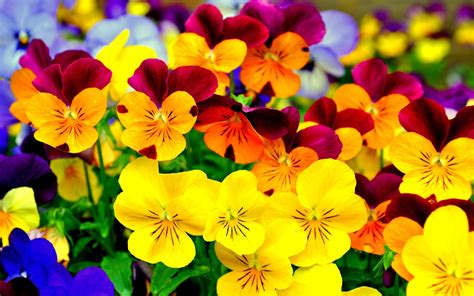 Flowers hd wallpapers in high quality hd and widescreen resolutions from page 2. Pansy colorful flowers Purple and yellow black 4K HD ...