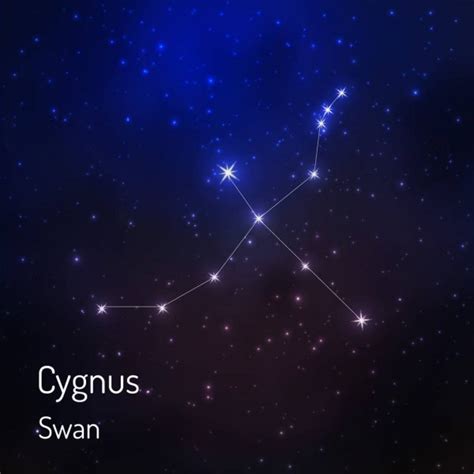 48 Cygnus Constellation Vector Images Depositphotos