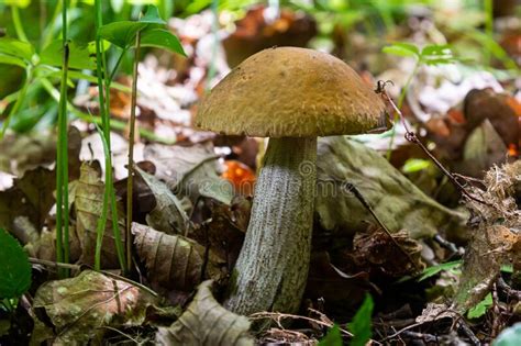Edible Mushroom Leccinum Scabrum In The Birch Forest Known As Birch