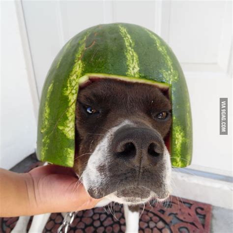 Watermelon Helmet 9gag