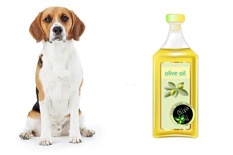 Is Olive Oil Good For Dogs Skin 5 Other Health Benefits