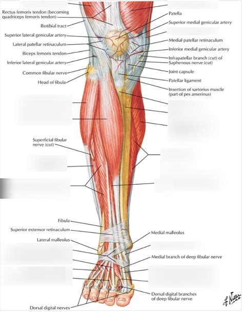 Anterior Compartment Anatomy Of Left Leg Muscles And Tendons Drawing