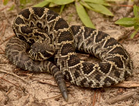 See A Rare Litter Of Eastern Diamondback Rattlesnakes Garden And Gun
