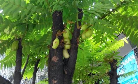 Belimbing Wuluh untuk Mengurangi Darah Tinggi / Kolesterol |Info Zaman