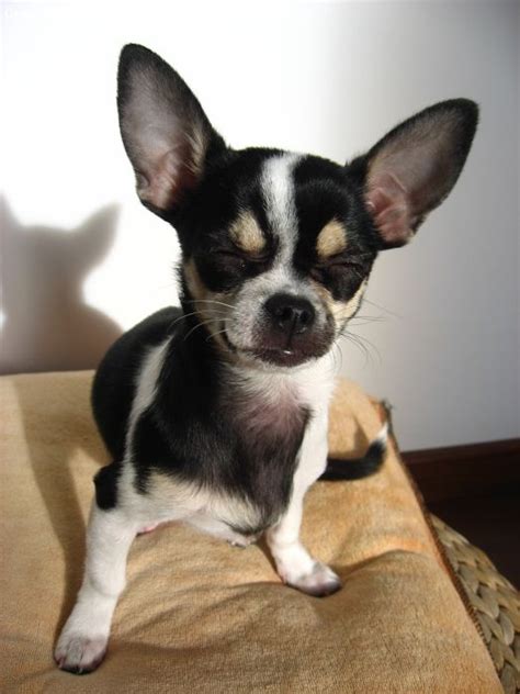 Black And Brown Chihuahua Chihuahua 3 12 Tricolor Black White