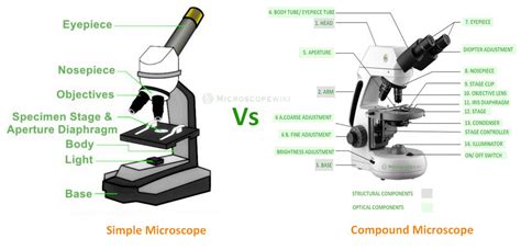 How Are Compound Light Microscopes And Electron Alike Decoratingspecial Com