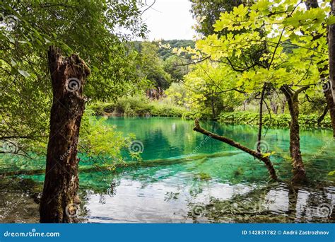 The Trees Covered With Moss Are In The Clear Water Of The Lake