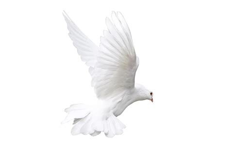 Rock Dove Bird White Animal Pigeon Png Download 34252480 Free