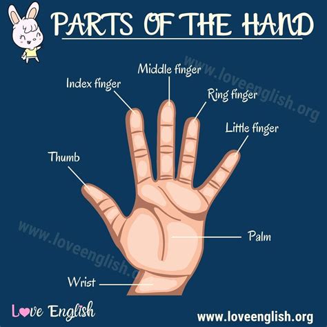 Parts of the Hand | English, Learn english vocabulary, English vocab