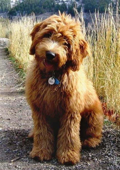 12 Reasons Why You Should Never Own Goldendoodles