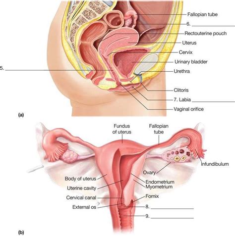 Human female anatomy with major organs and structures. Female reproductive system diagram