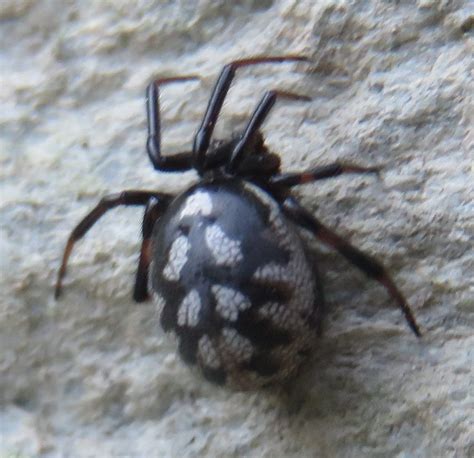 Steatoda Albomaculata White Spotted False Widow In Vall Daran Spain