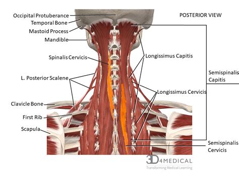 Cervical Spine Muscle Anatomy