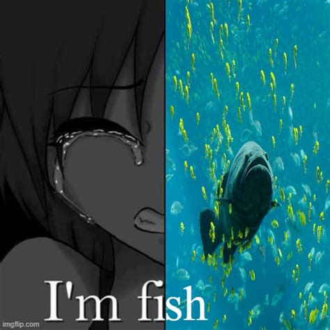 Im Fish Imgflip