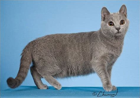 The Blue Breeds The Chartreux The Korat And The Russian Blue In 2021