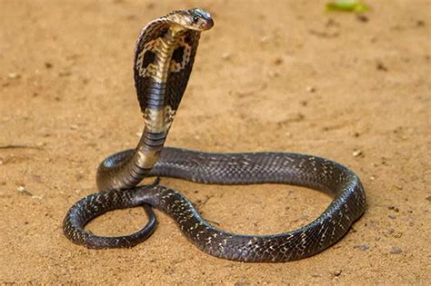 How Tall Can A King Cobra Stand Fun Facts For Kids