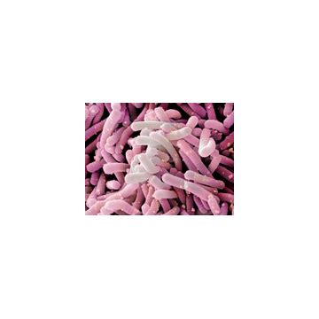 lactobacillus paracaseipharmasourcescom
