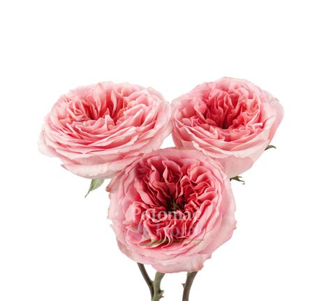 Garden Rose Pink Xpression Potomac Floral Wholesale