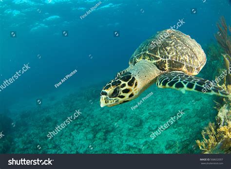 Hawksbill Sea Turtle Florida Keys Stock Photo 568632007 Shutterstock