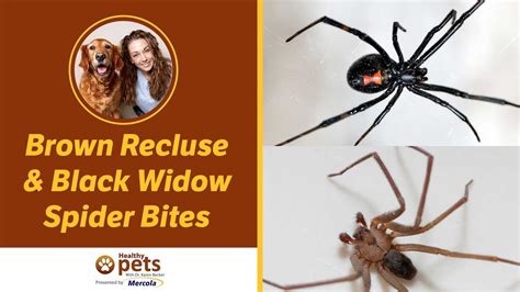 Dr Becker On Brown Recluse And Black Widow Spider Bites Youtube