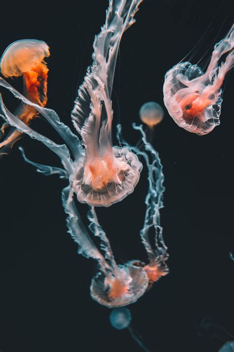 10 Scary Facts About The Australian Box Jellyfish Discover Walks Blog