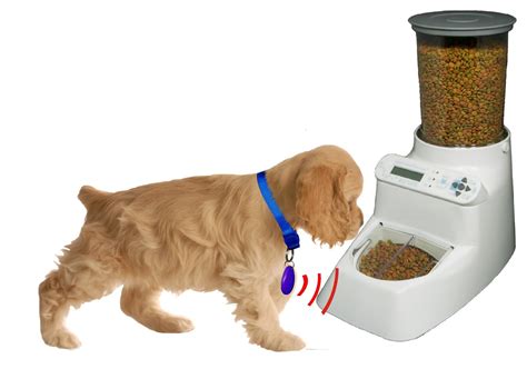 Best Automatic Dog Feeder For Large Dogs Dog N Treats