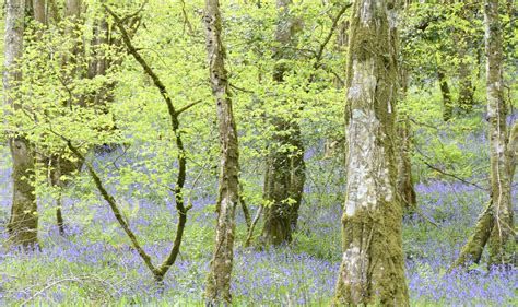 Bluebell Woods Spring Woodlands Green And Blue Always Loo Flickr