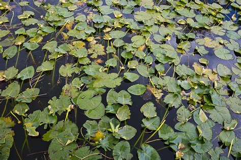 Lily Pads On Lake Eustis Florida Photograph By Kerri Batrowny Fine Art America
